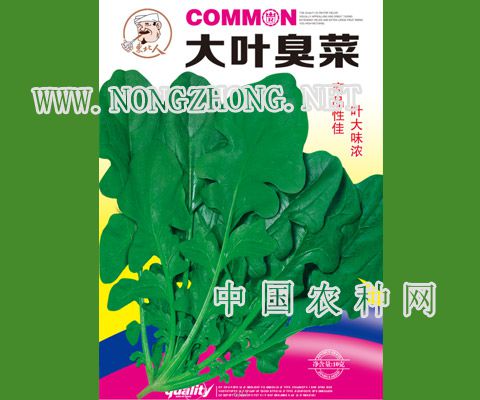 大叶臭菜
